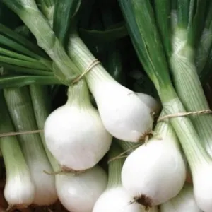 Crystal White Wax Pickling Onion Seeds